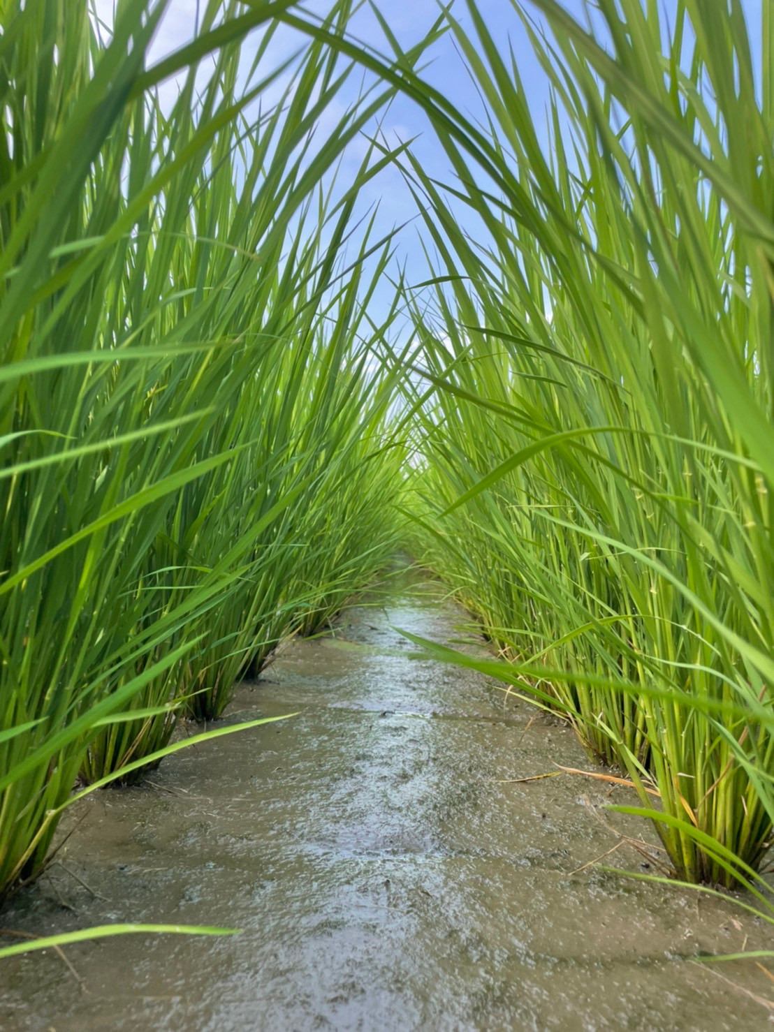 稲は順調に生育しています