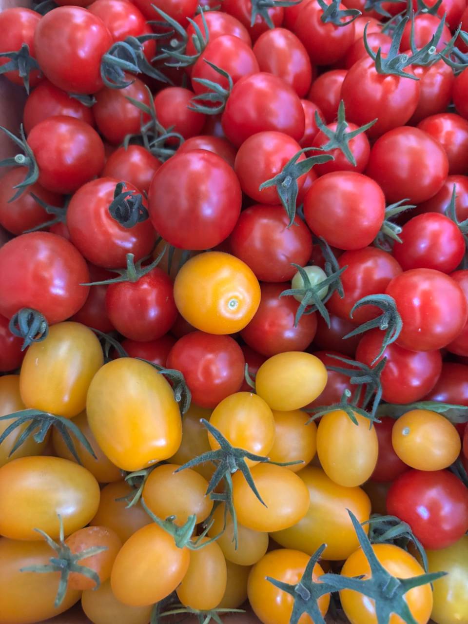 ミニトマト　中玉トマト　夏野菜　減農薬　西尾　産直　道の駅