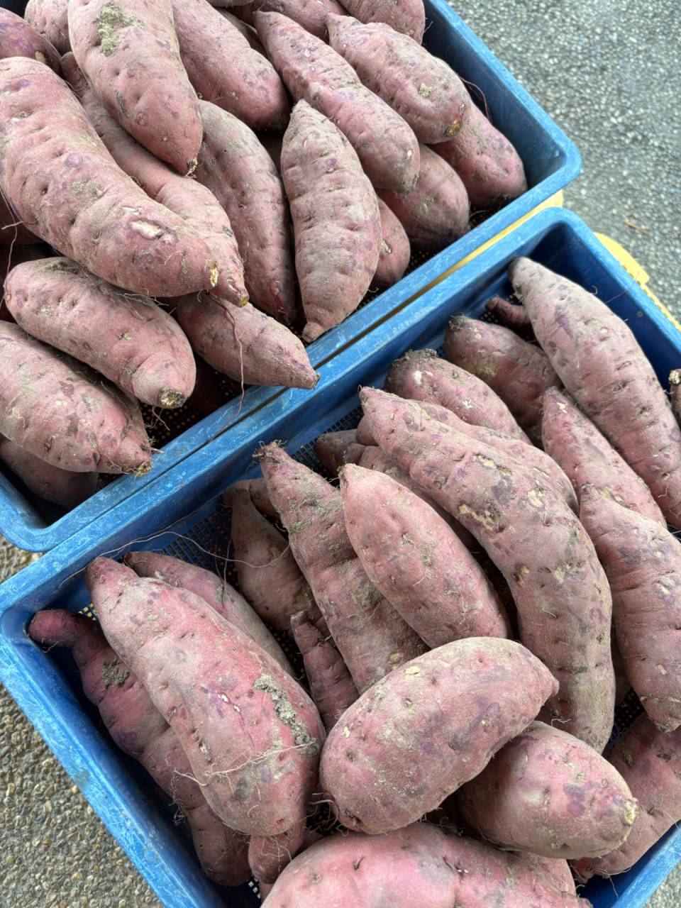 さつまいも　西尾　産直　道の駅にしお岡ノ山　小笠原農園　減農薬