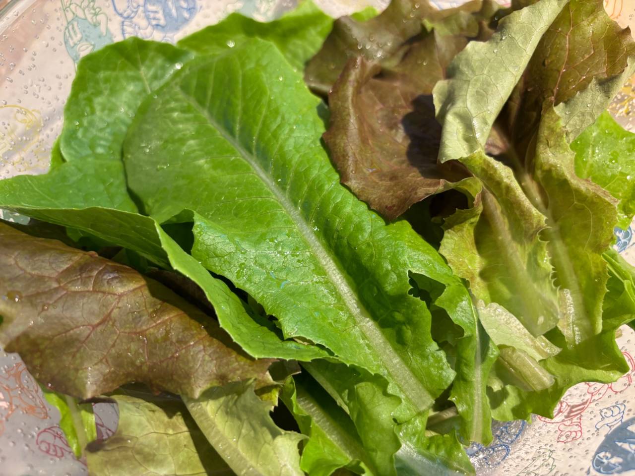 リーフレタス　西尾市　産直　栽培期間中農薬不使用　水耕栽培