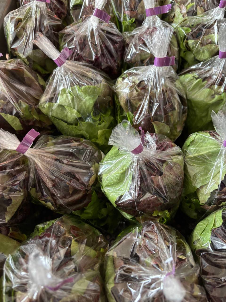 HSTチャリティー祭り　岡崎　甲山会館　マルシェ　西尾市農業
