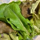 リーフレタス　西尾市　産直　栽培期間中農薬不使用　水耕栽培