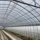 ミニトマト　ハウス野菜　夏野菜　西尾市